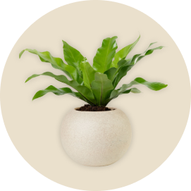 Categoria Plantas para Casa