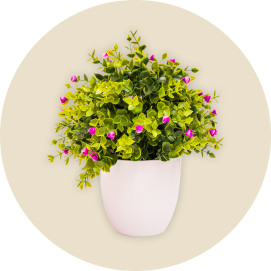 Categoria Plantas para Jardim