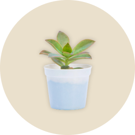 Categoria Plantas Pequenas