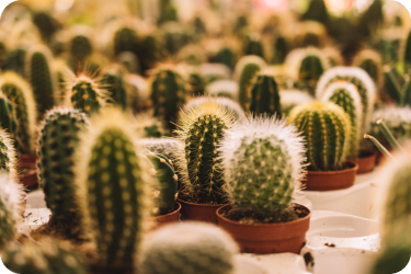 Tudo sobre Cactos