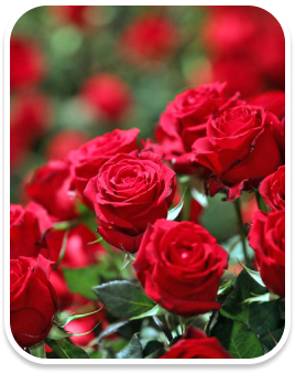 Roseira