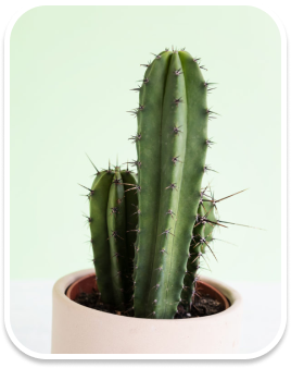 Cacto