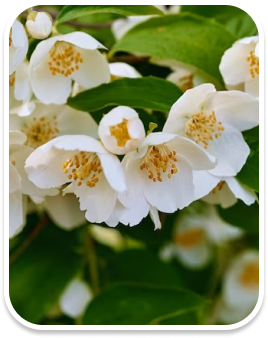 Jasmin