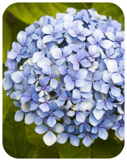 Hortênsia