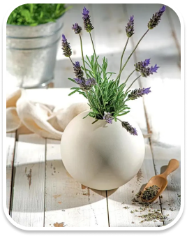 Lavanda