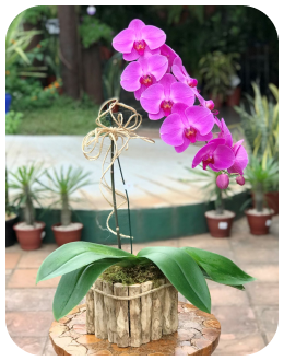 Orquídea