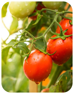 Tomate