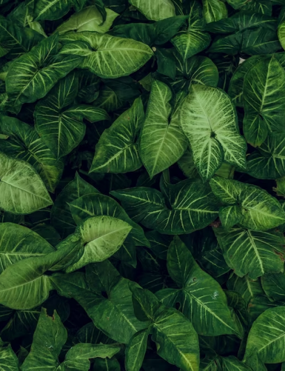 Imagem plantas